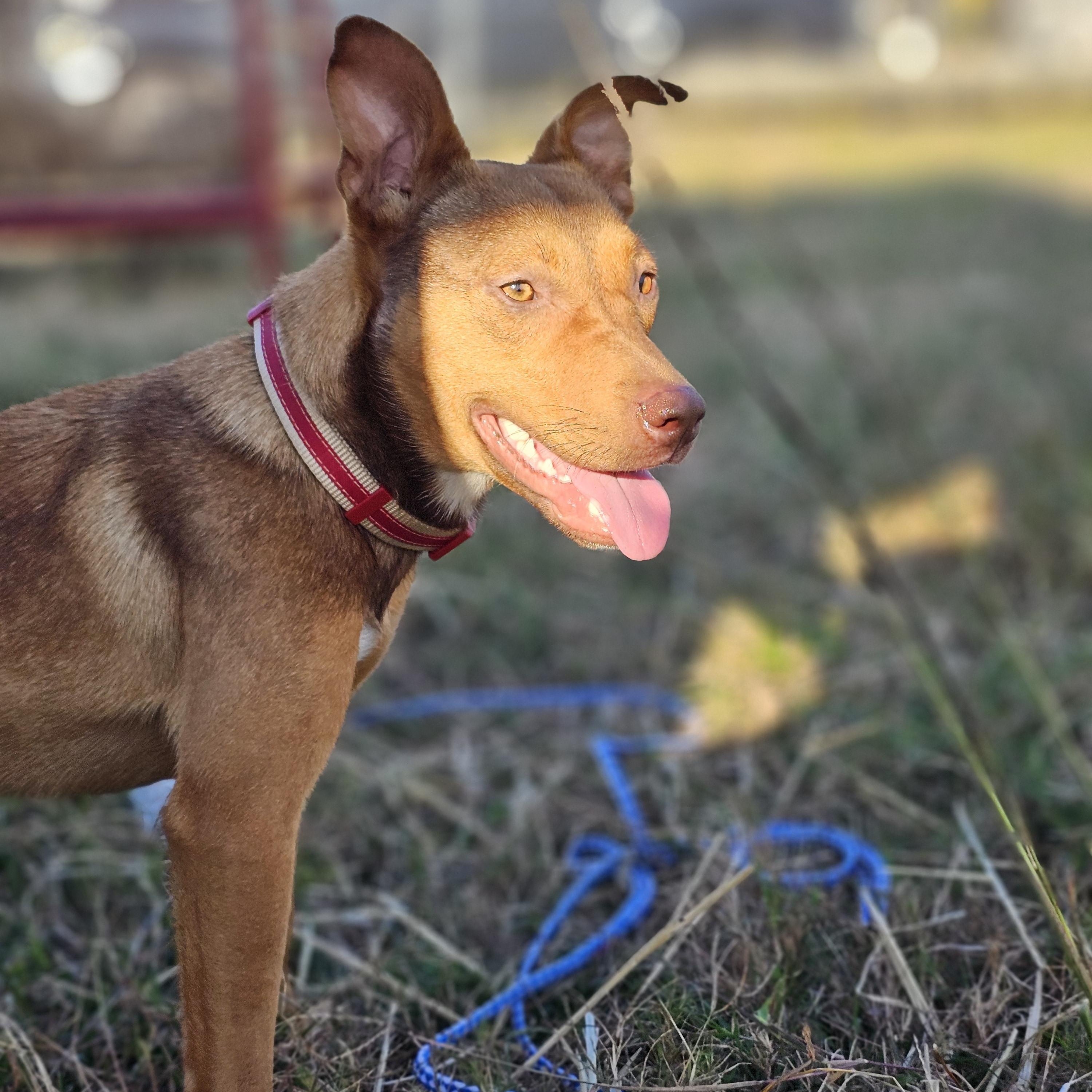 Zuma, a Adoptable mixed breed in Tabor City, NC image 2/6