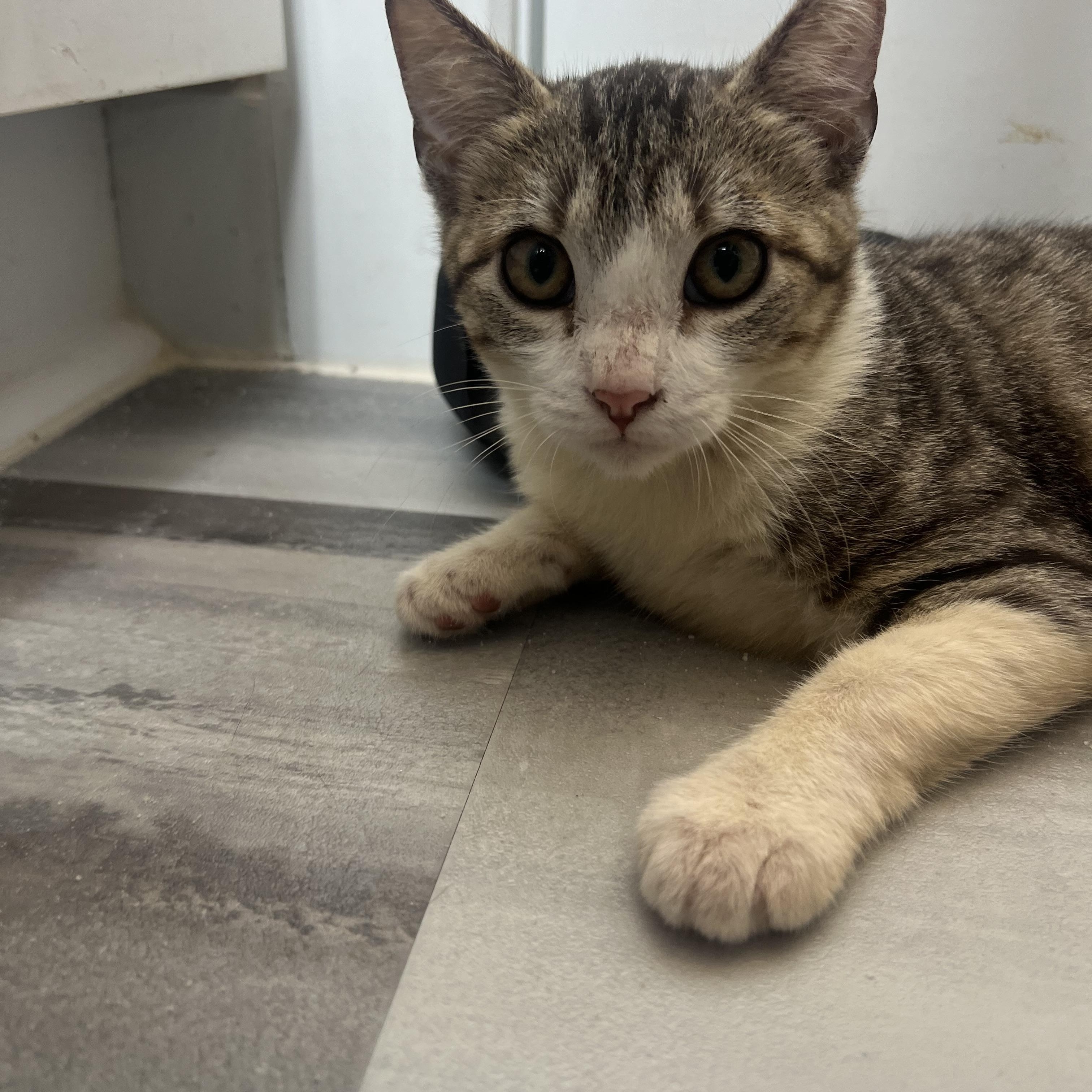 Jake, a Adoptable Domestic Short Hair in Vancouver, WA image 5/5