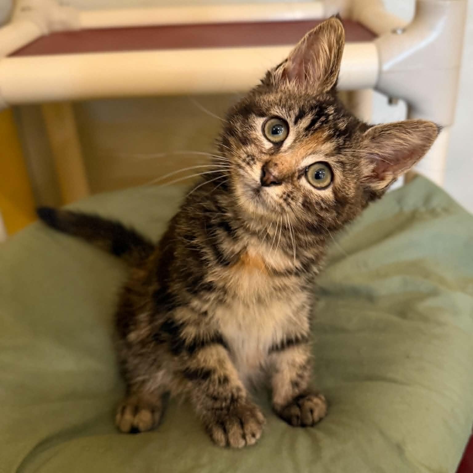 Gmail, a ADOPTABLE mixed breed in Penn Yan, NY image 1/6