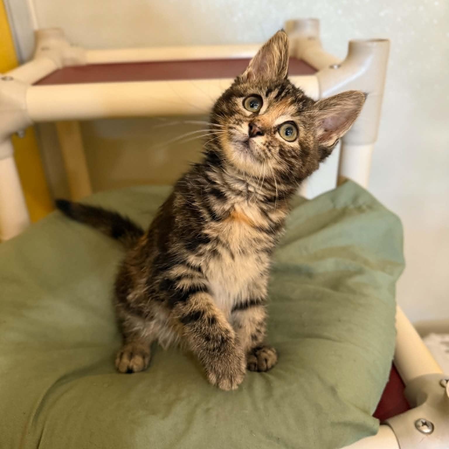 Gmail, a ADOPTABLE mixed breed in Penn Yan, NY image 4/6