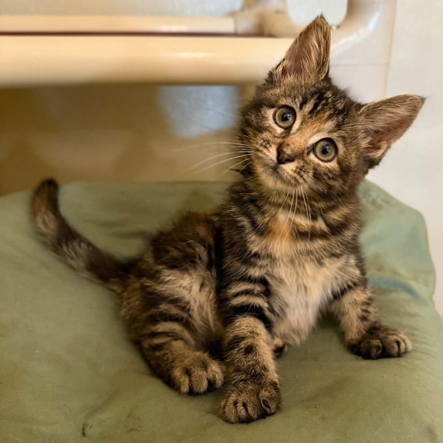 Gmail, a ADOPTABLE mixed breed in Penn Yan, NY image 2/6