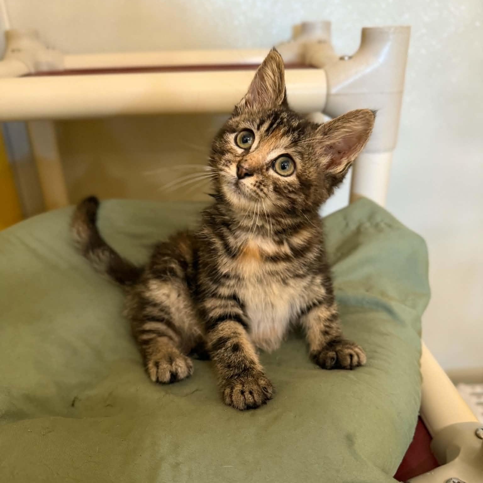Gmail, a ADOPTABLE mixed breed in Penn Yan, NY image 3/6