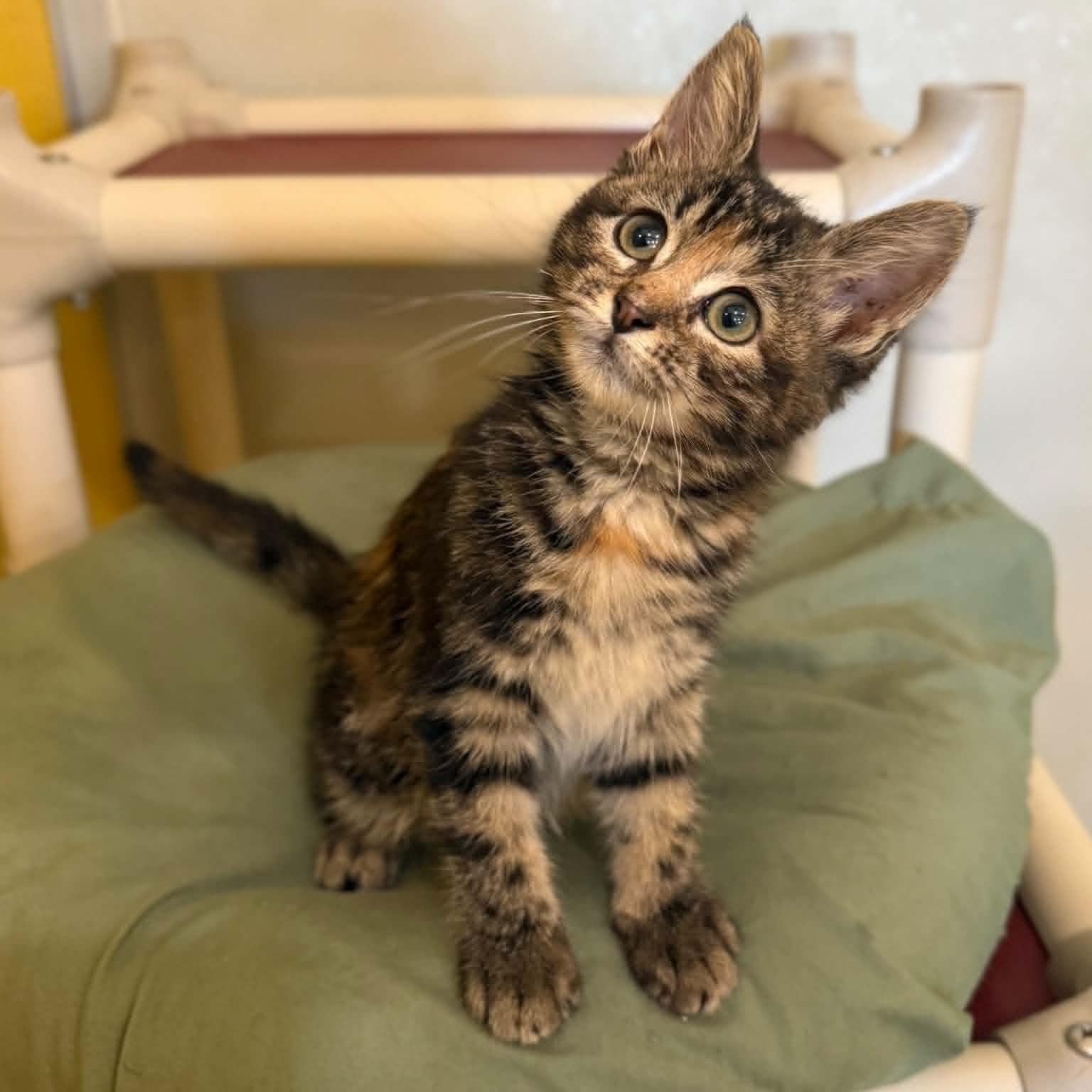 Gmail, a ADOPTABLE mixed breed in Penn Yan, NY image 5/6