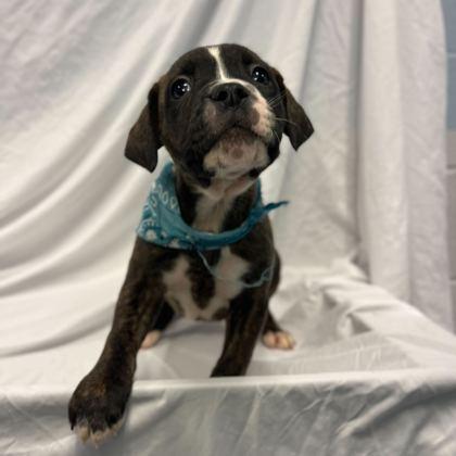 Enlarge Club, a Adoptable mixed breed in Columbus, OH image 1/2