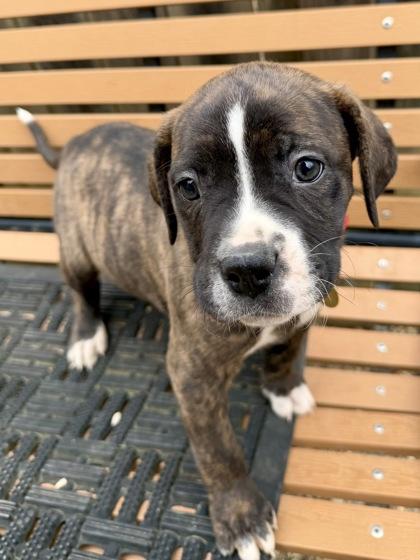 Enlarge Club, a Adoptable mixed breed in Columbus, OH image 2/2