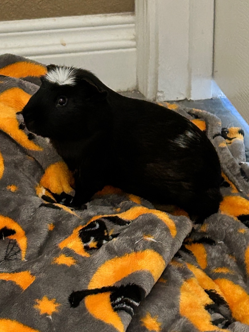 Enlarge Oreo, a Adopted Guinea Pig in Irvine, CA image 1/6