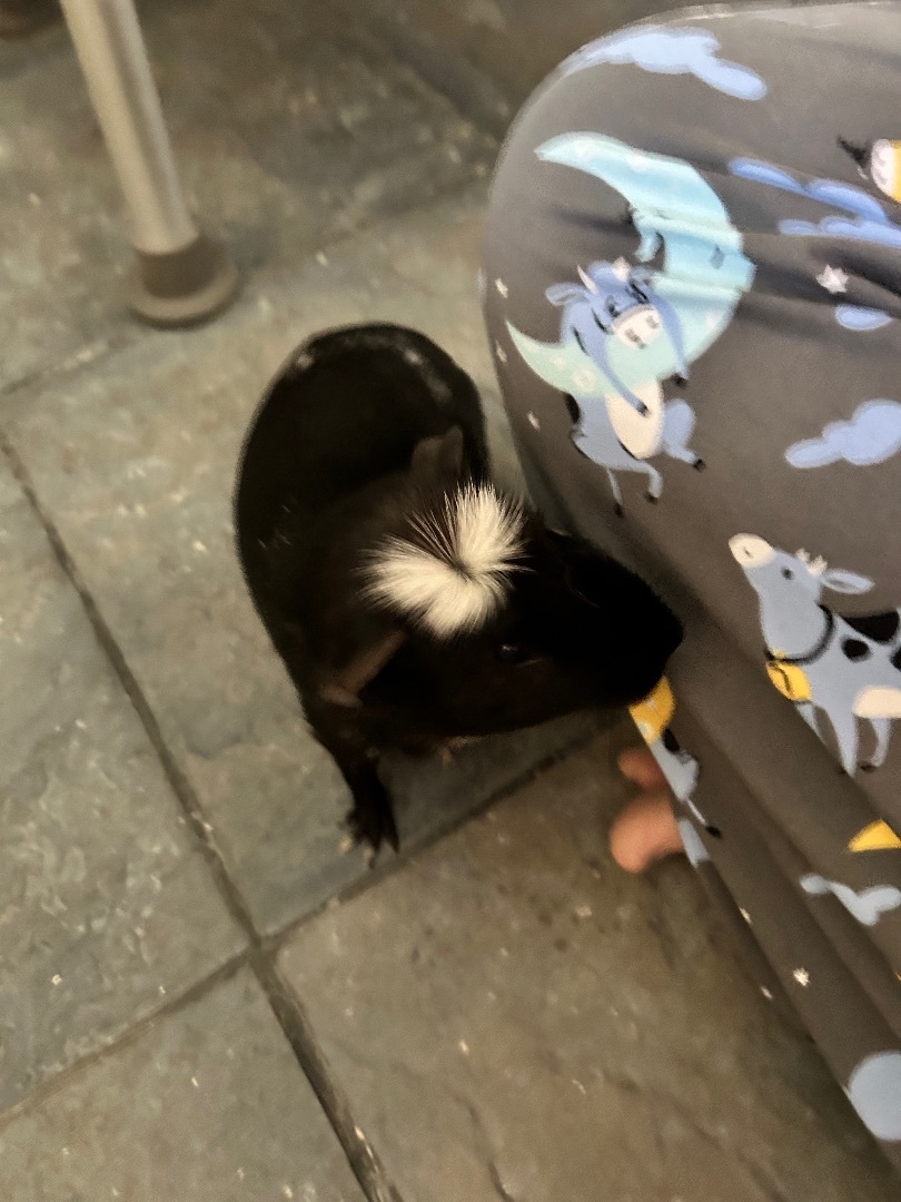 Enlarge Oreo, a Adopted Guinea Pig in Irvine, CA image 2/6