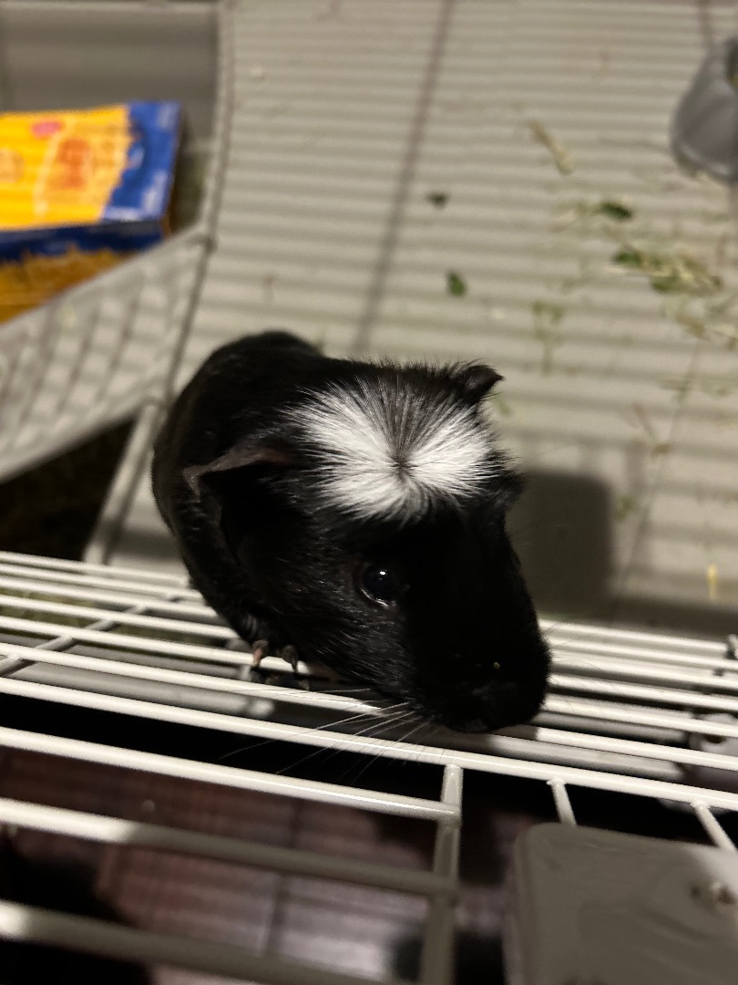 Enlarge Oreo, a Adopted Guinea Pig in Irvine, CA image 3/6