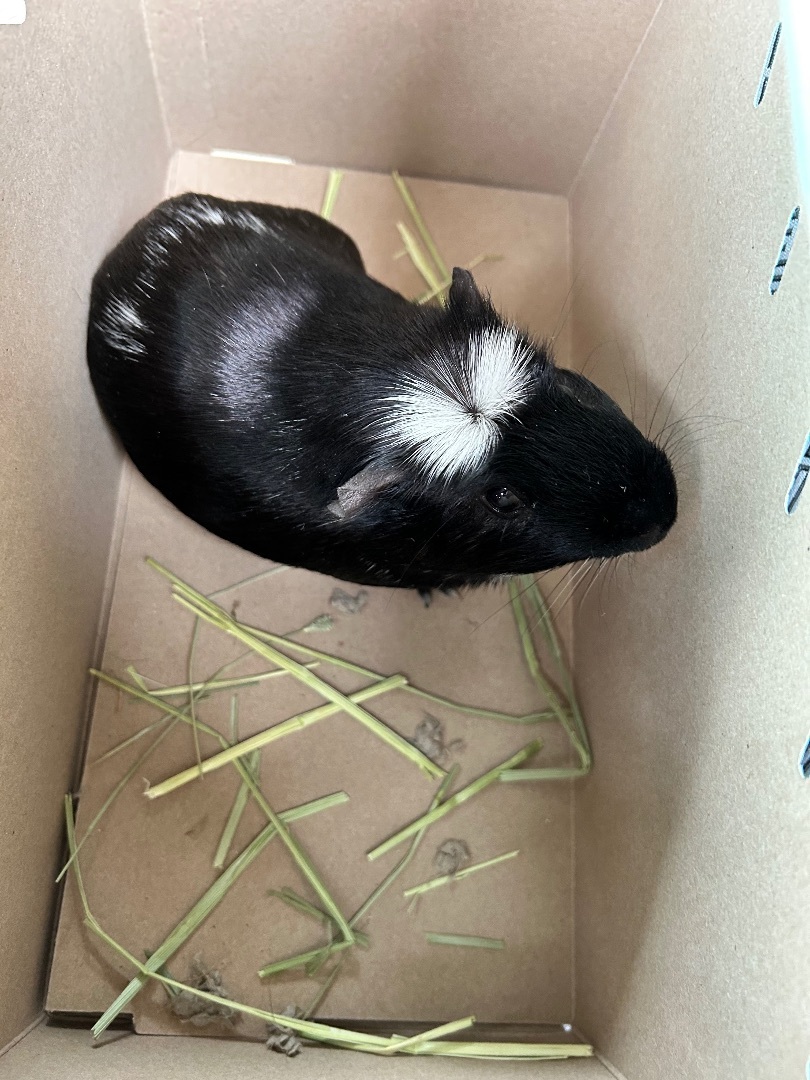 Enlarge Oreo, a Adopted Guinea Pig in Irvine, CA image 4/6