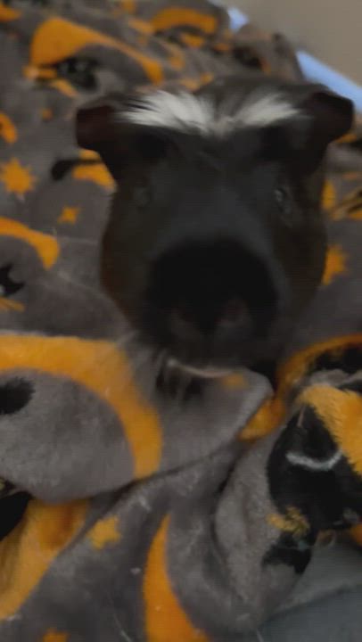 Enlarge Oreo, a Adopted Guinea Pig in Irvine, CA video 6/6