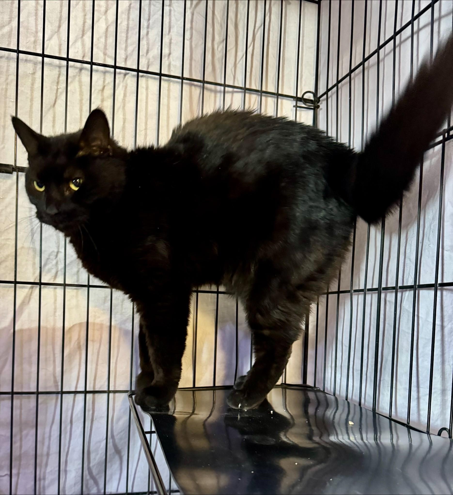 Enlarge Aggie, a Adoptable Domestic Short Hair in Casa Grande, AZ image 2/2