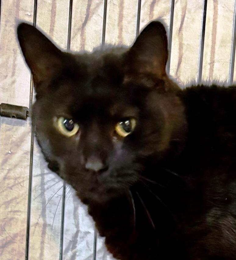 Enlarge Aggie, a Adoptable Domestic Short Hair in Casa Grande, AZ image 1/2