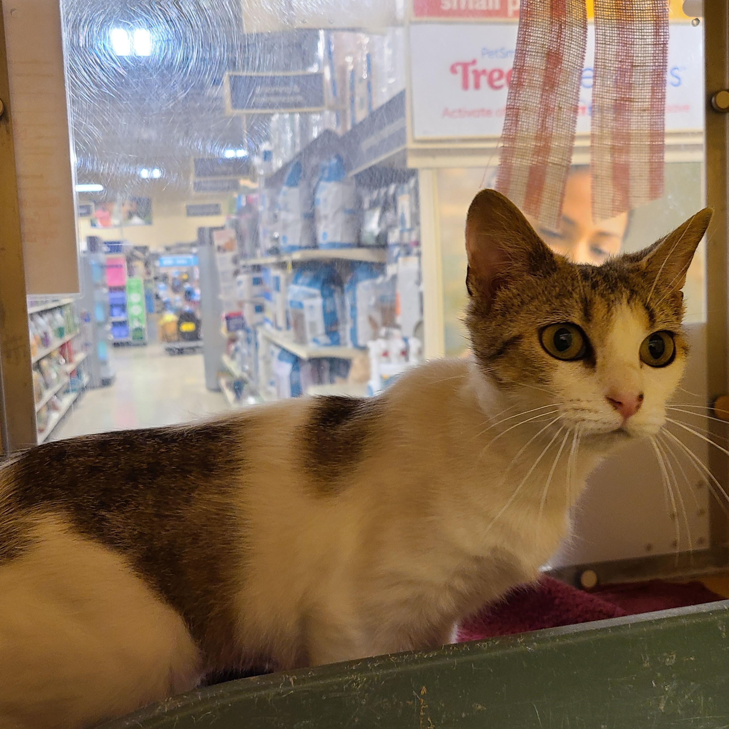 Enlarge Mallo Cup & Caramello  BONDED PAIR, a ADOPTABLE Domestic Short Hair in Gerrardstown, WV image 6/6