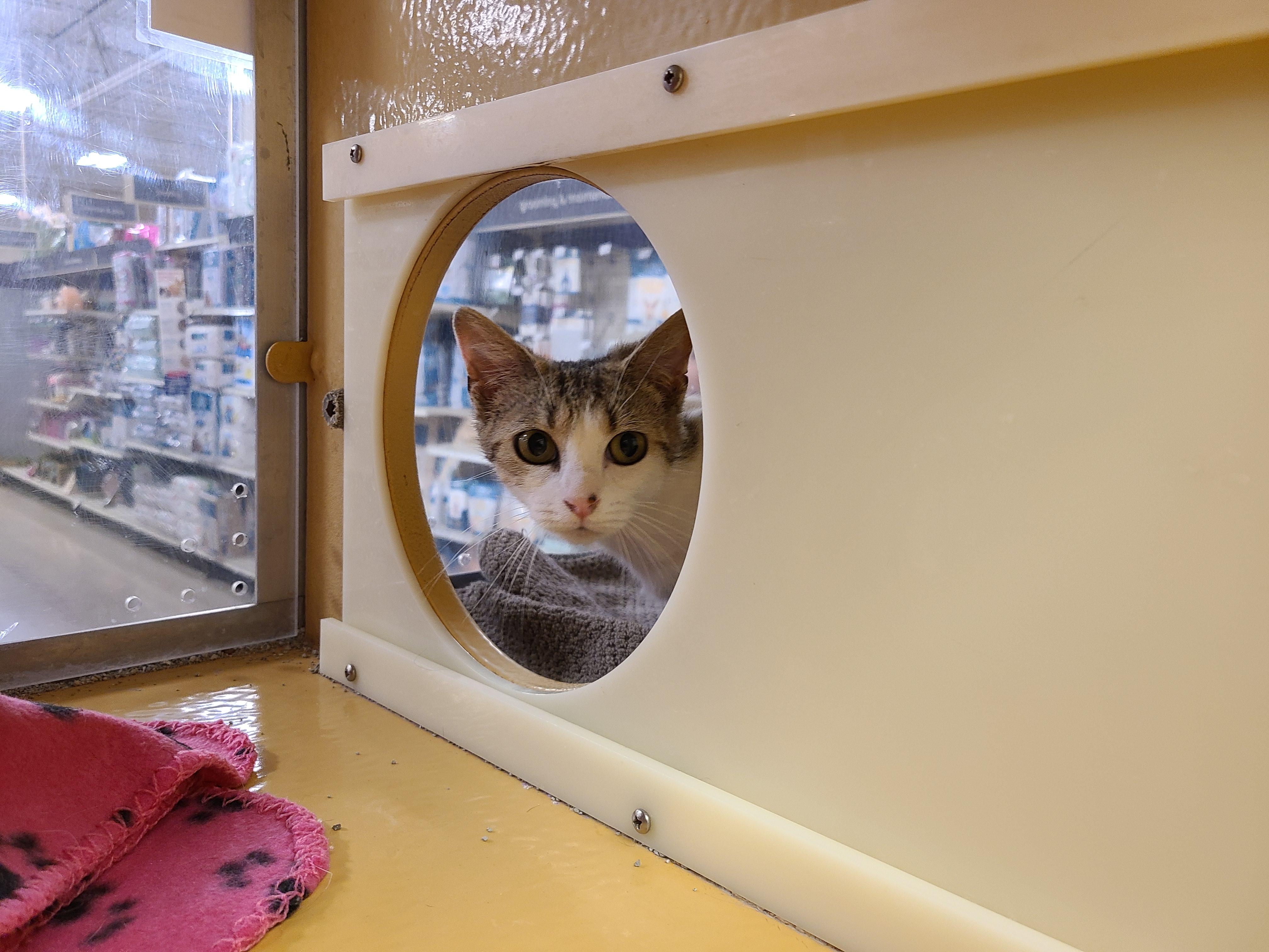 Enlarge Mallo Cup & Caramello  BONDED PAIR, a ADOPTABLE Domestic Short Hair in Gerrardstown, WV image 4/6