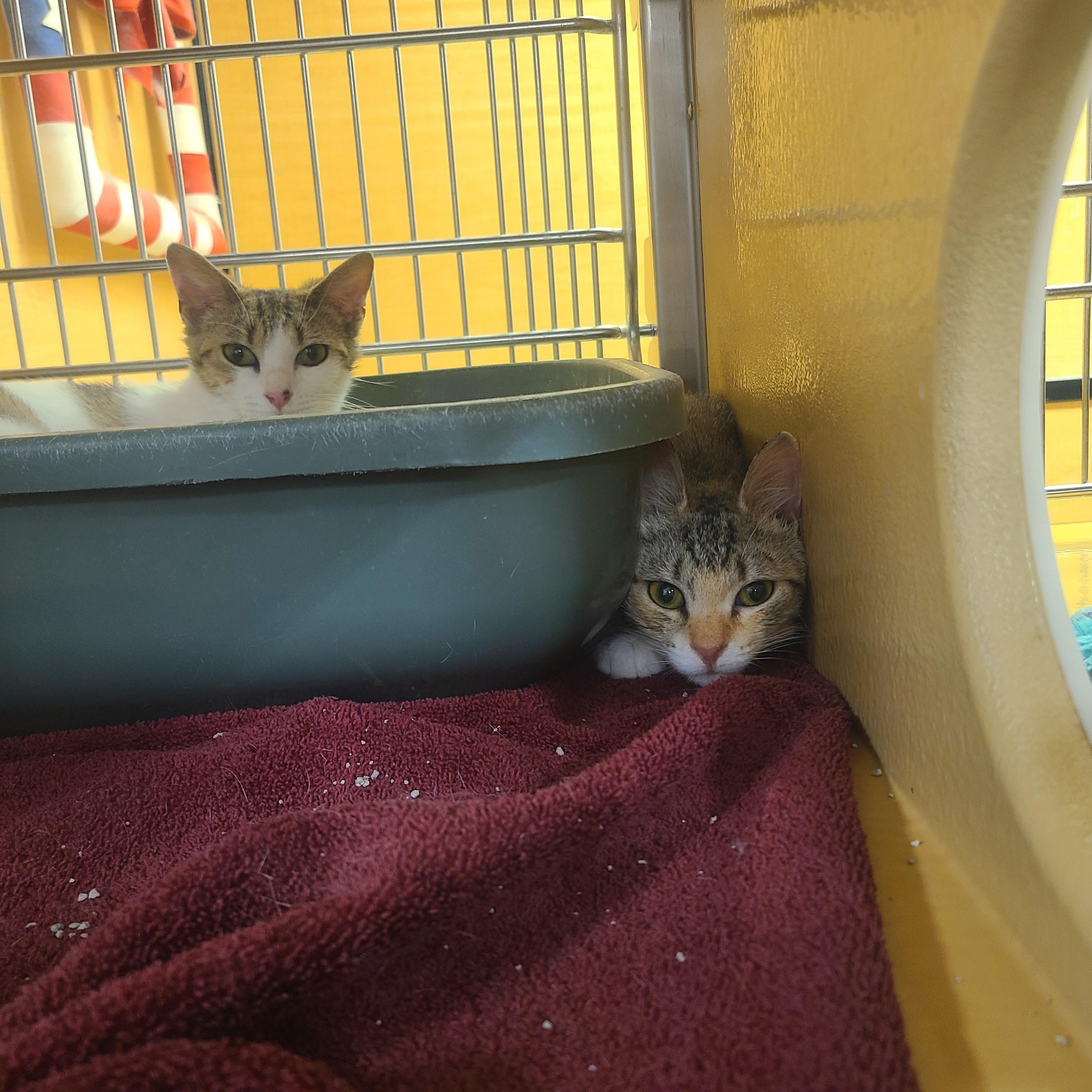 Enlarge Mallo Cup & Caramello  BONDED PAIR, a ADOPTABLE Domestic Short Hair in Gerrardstown, WV image 1/6