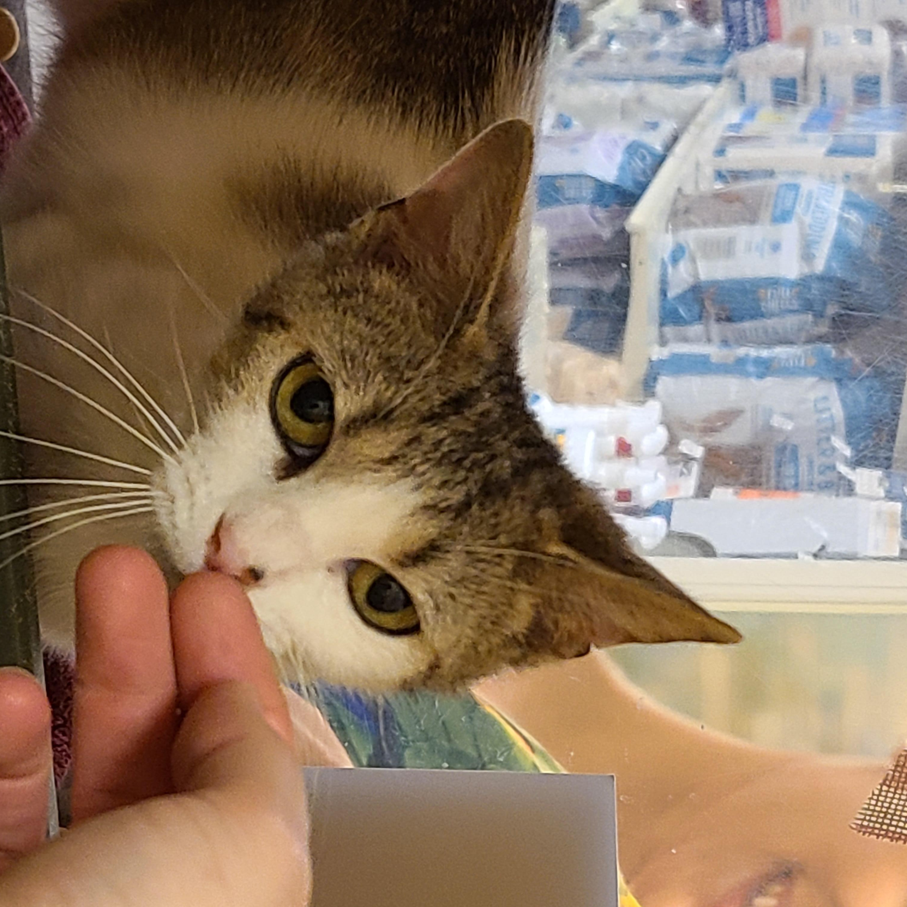 Enlarge Mallo Cup & Caramello  BONDED PAIR, a ADOPTABLE Domestic Short Hair in Gerrardstown, WV image 5/6