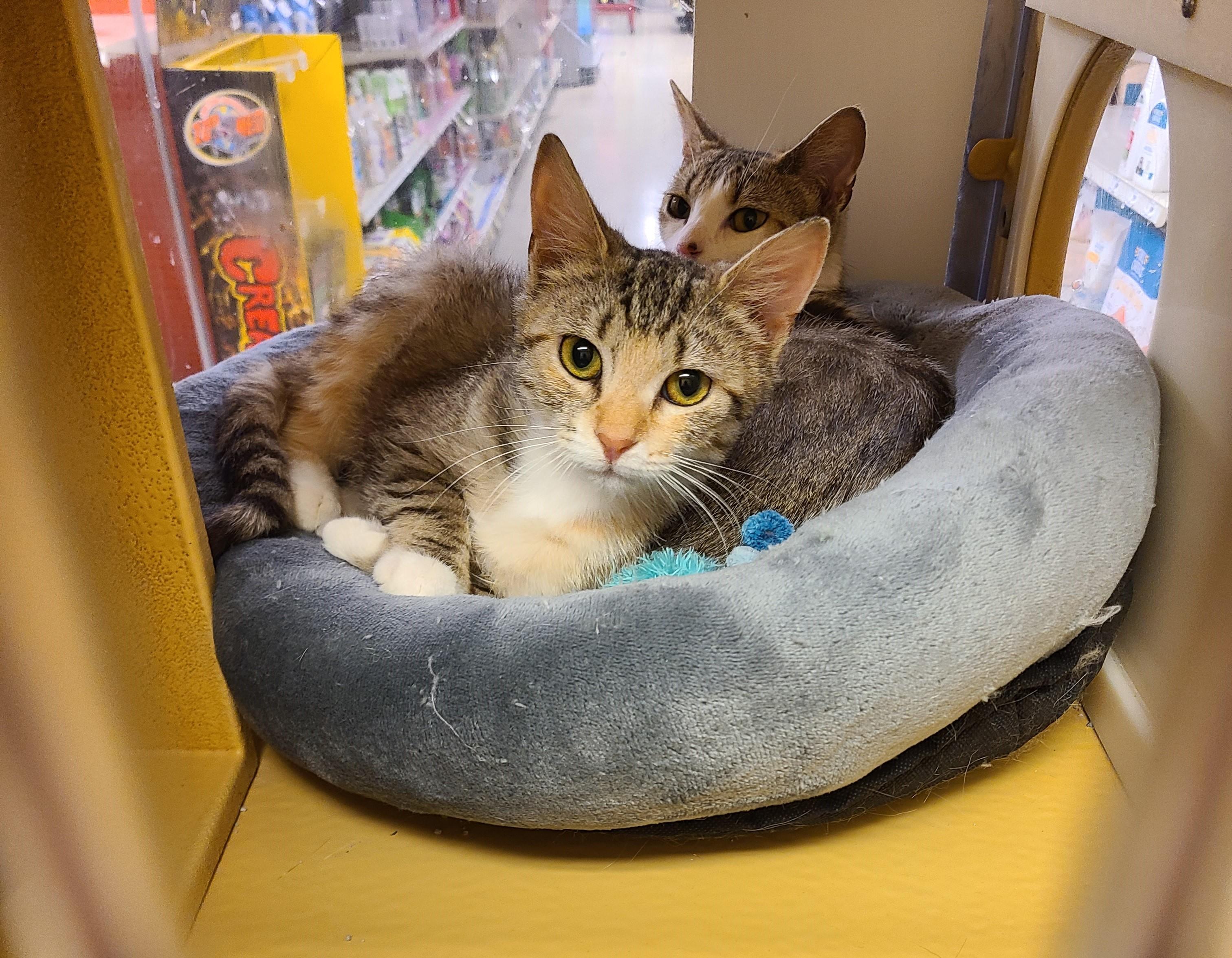 Mallo Cup & Caramello BONDED PAIR, a ADOPTABLE Domestic Short Hair in Gerrardstown, WV image 1/6