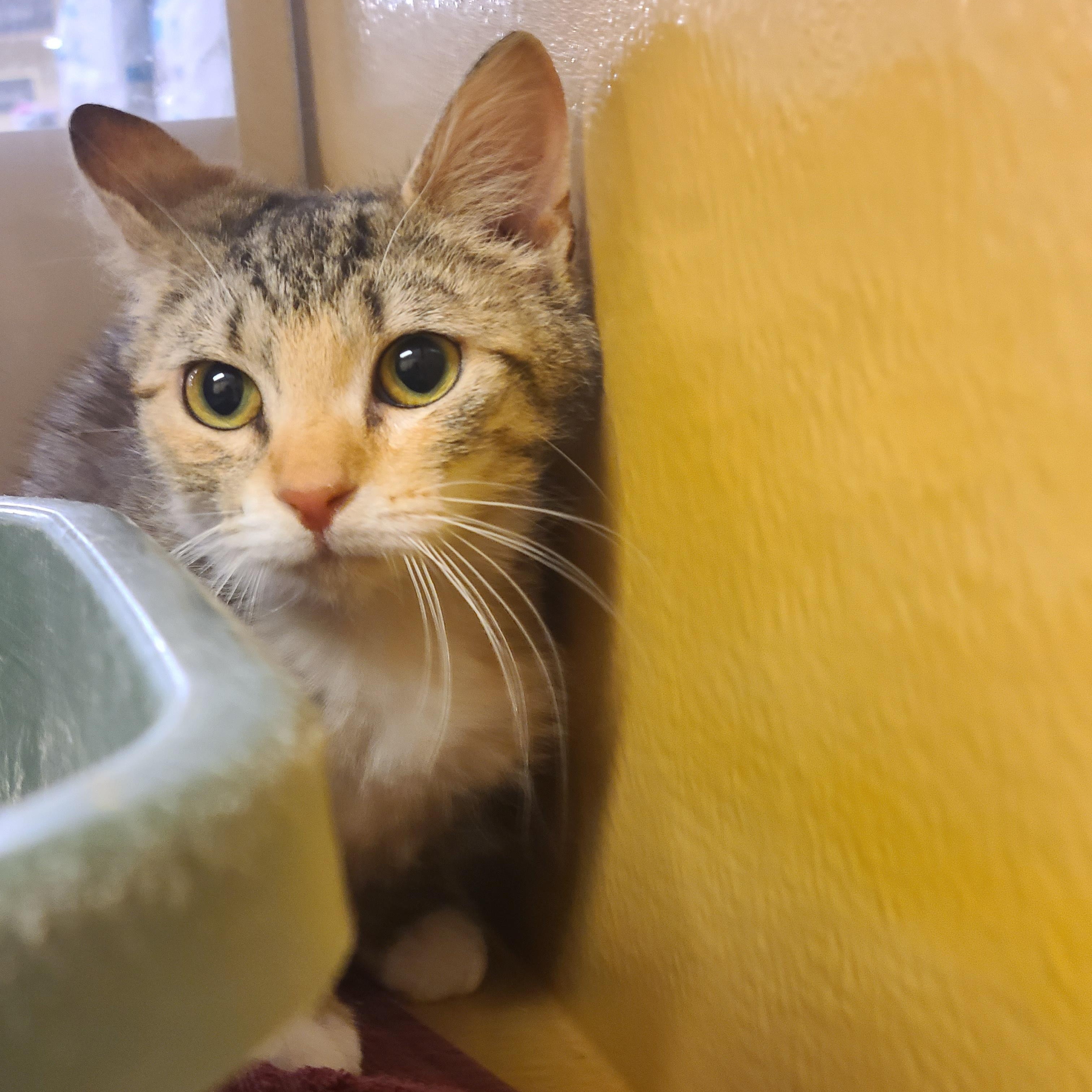 Enlarge Mallo Cup & Caramello  BONDED PAIR, a ADOPTABLE Domestic Short Hair in Gerrardstown, WV image 2/6