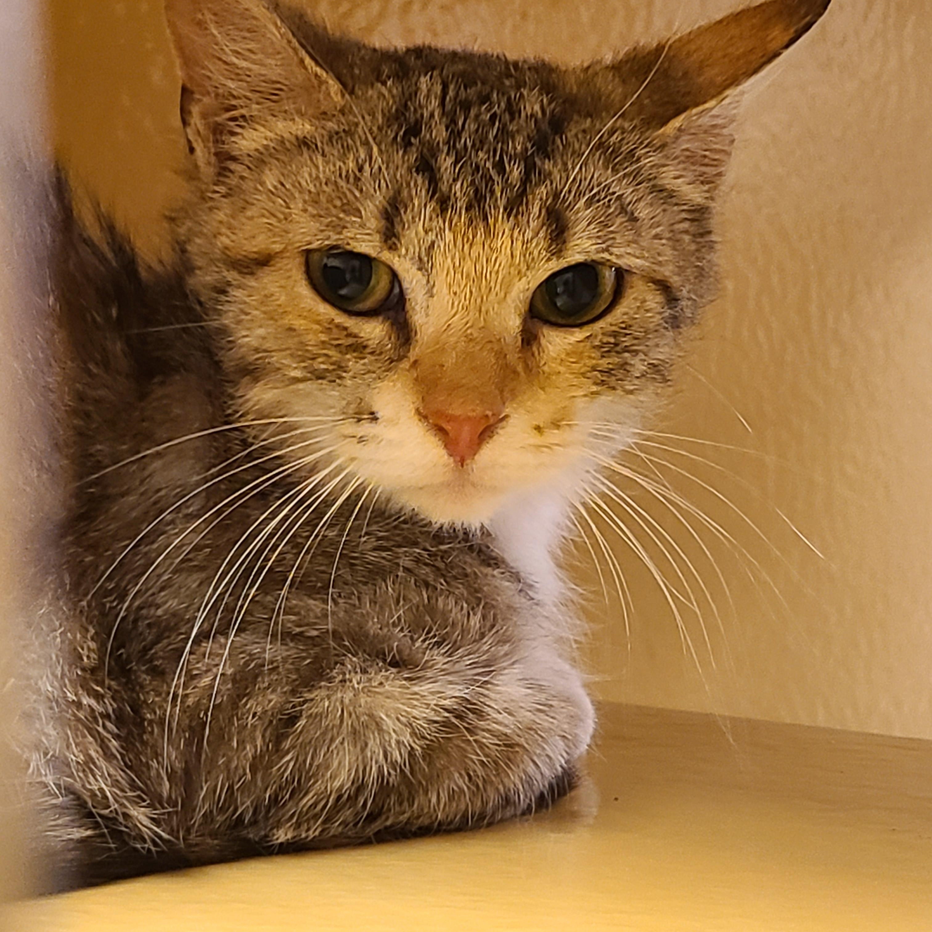 Enlarge Mallo Cup & Caramello  BONDED PAIR, a ADOPTABLE Domestic Short Hair in Gerrardstown, WV image 3/6