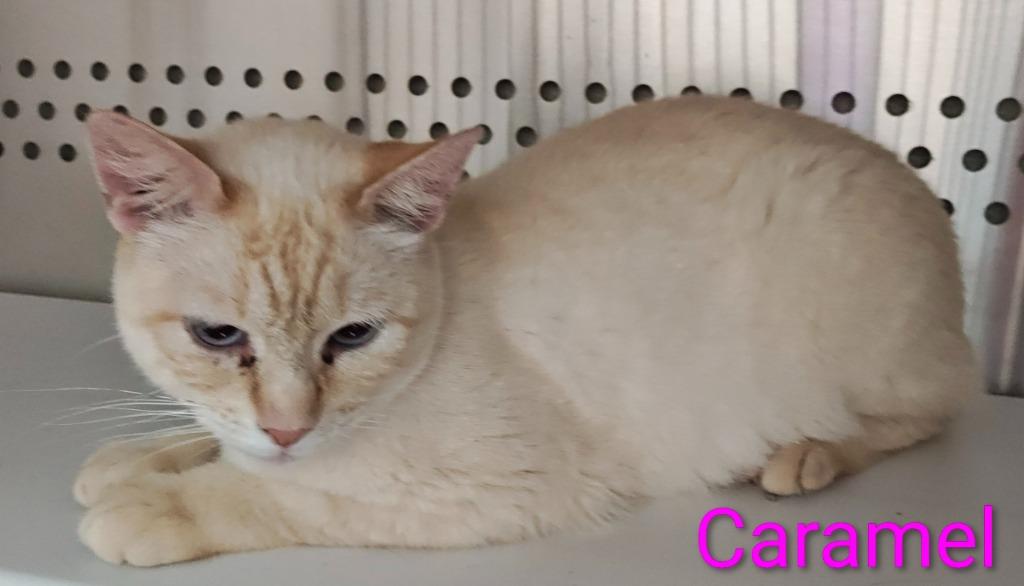 Caramel, a Adopted Siamese in Mena, AR image 1/2