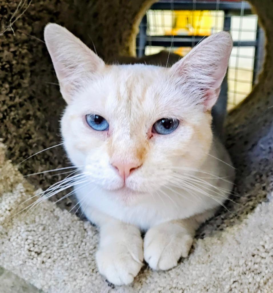 Caramel, a Adopted Siamese in Mena, AR image 2/2