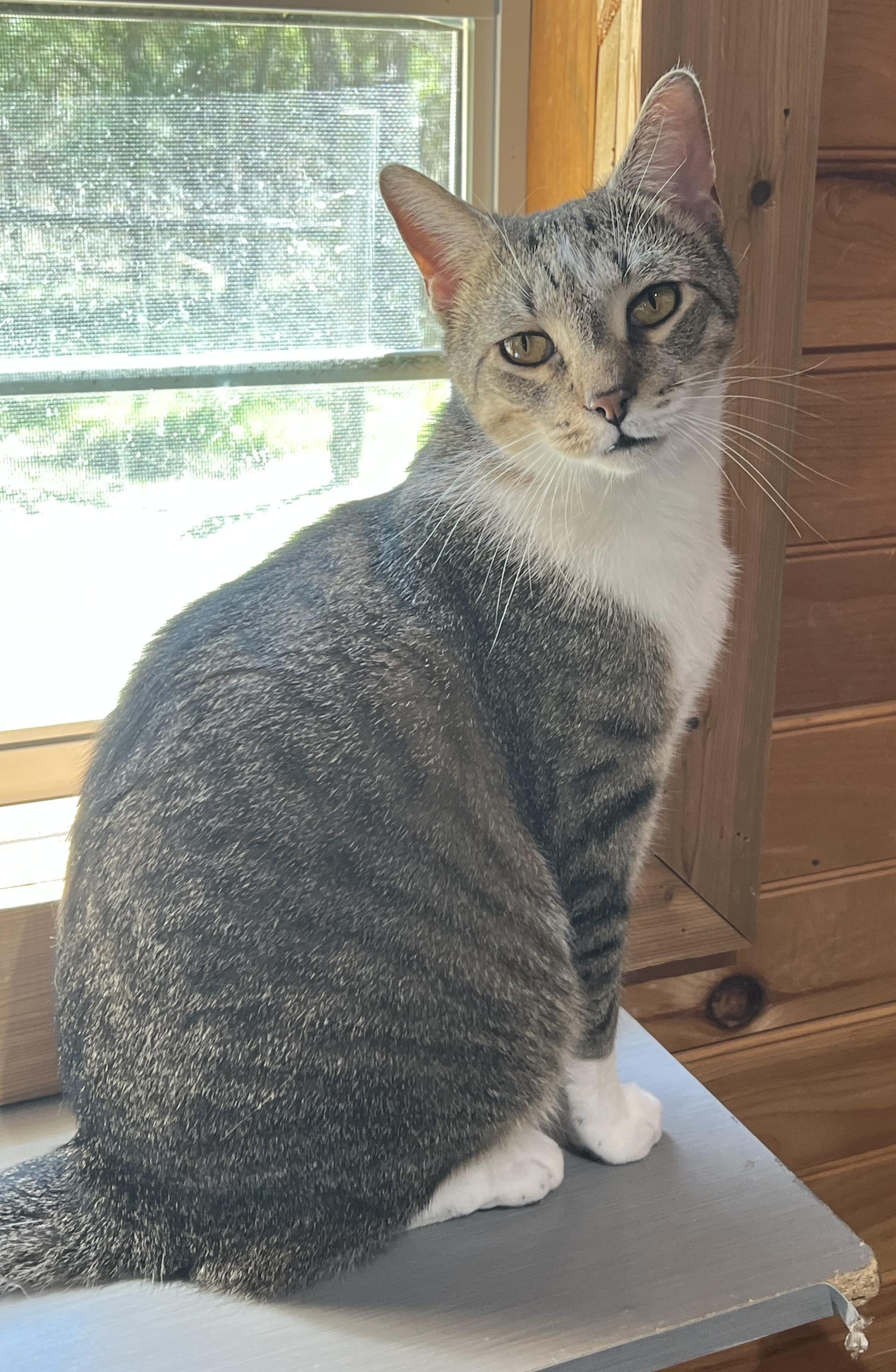 Little Boy, a Adoptable Domestic Medium Hair in Knoxville, GA image 1/2