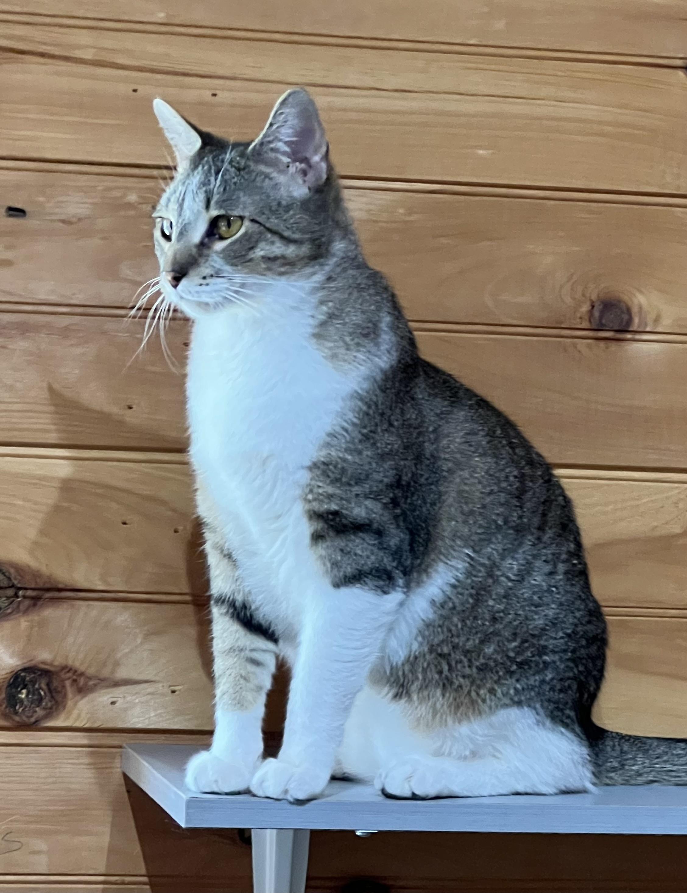 Little Boy, Adoptable, Adult Male Domestic Medium Hair.