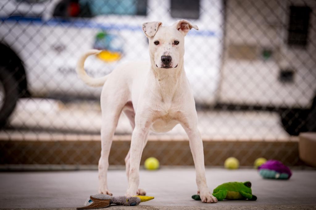 Enlarge Sweet Boy, a Adoptable mixed breed in Twentynine Palms, CA image 1/6