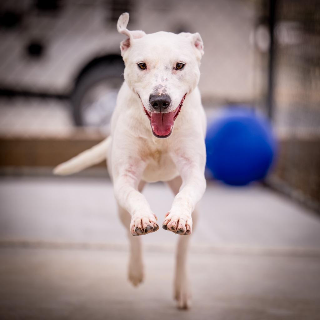Enlarge Sweet Boy, a Adoptable mixed breed in Twentynine Palms, CA image 2/6