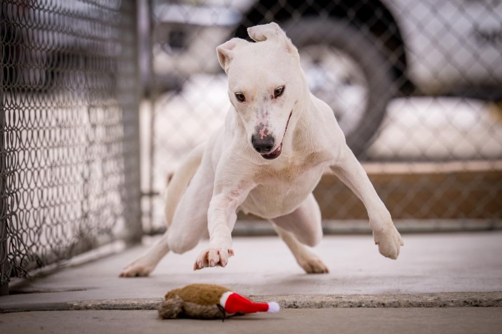Enlarge Sweet Boy, a Adoptable mixed breed in Twentynine Palms, CA image 3/6