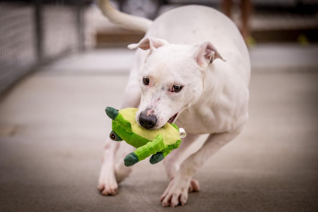 Enlarge Sweet Boy, a Adoptable mixed breed in Twentynine Palms, CA image 4/6