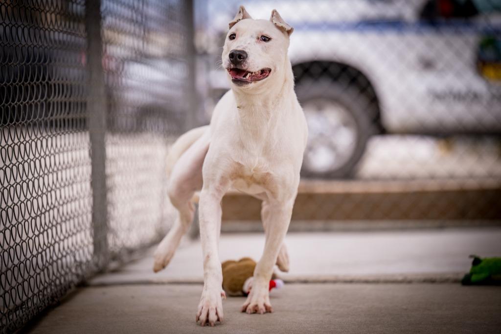 Enlarge Sweet Boy, a Adoptable mixed breed in Twentynine Palms, CA image 5/6