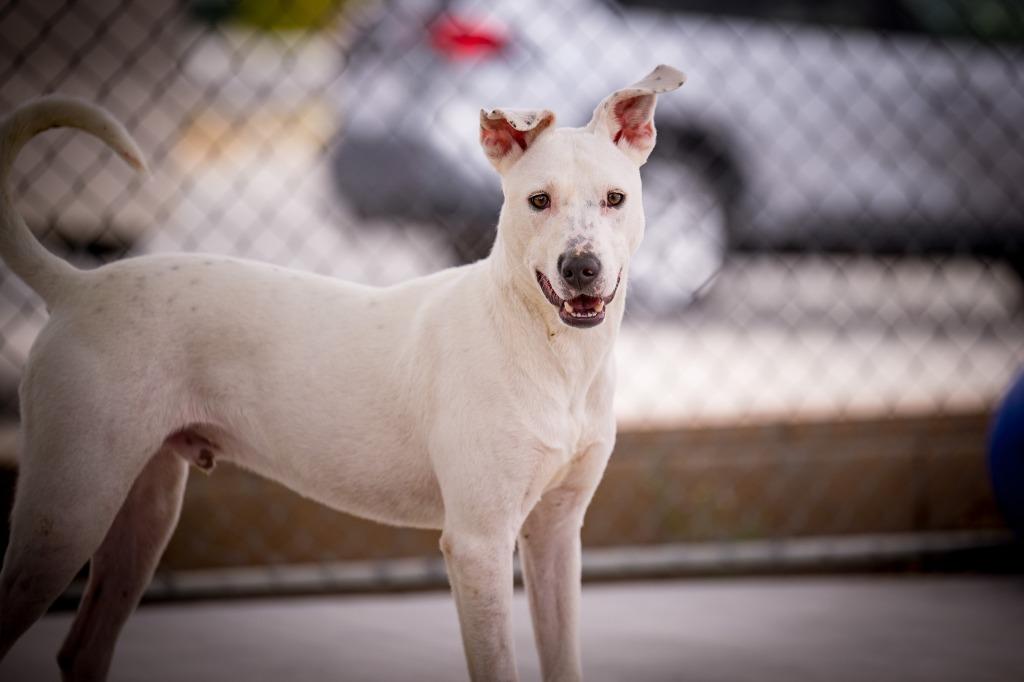 Enlarge Sweet Boy, a Adoptable mixed breed in Twentynine Palms, CA image 6/6
