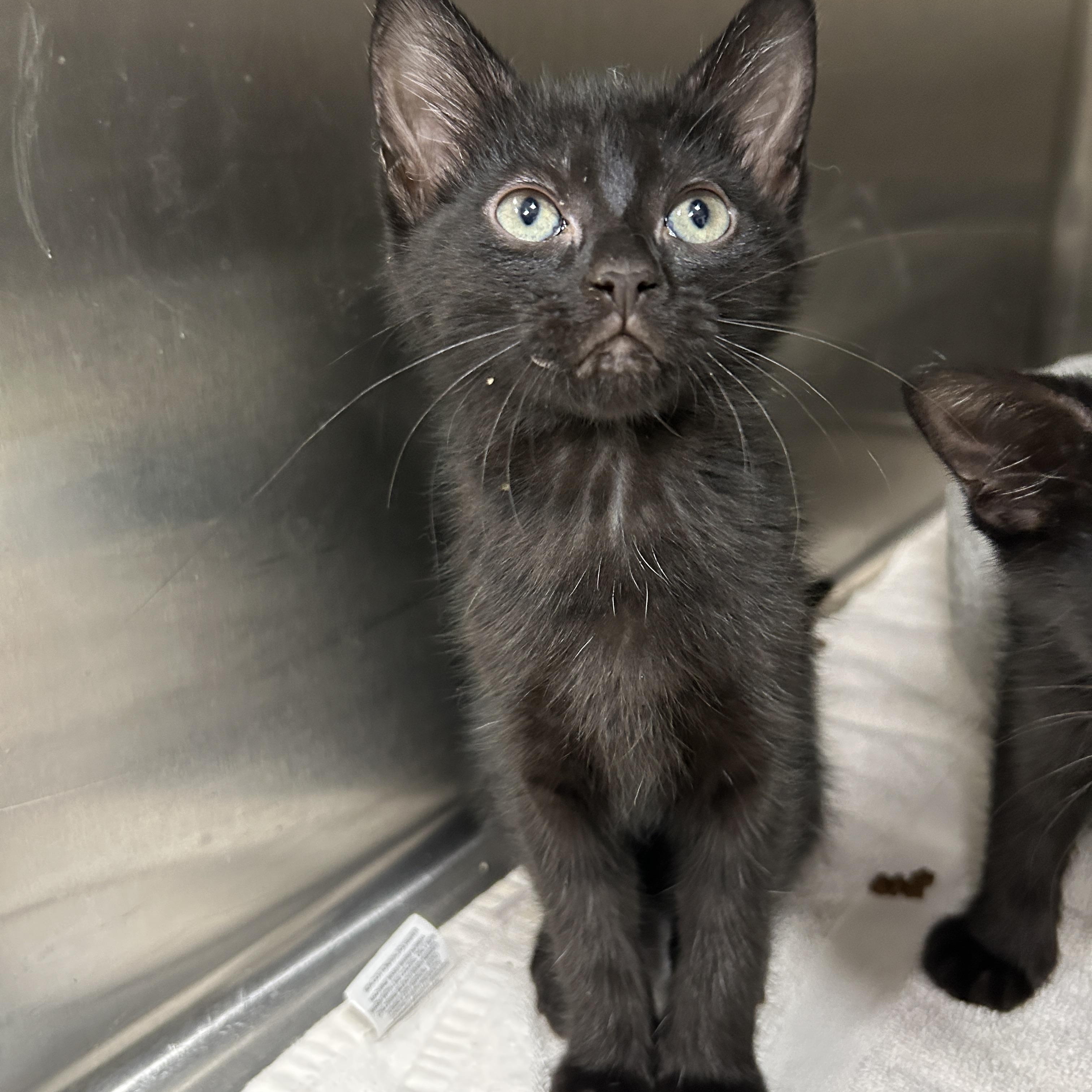 Cat for adoption - PJ Mother Cat --- Oakhurst California, a