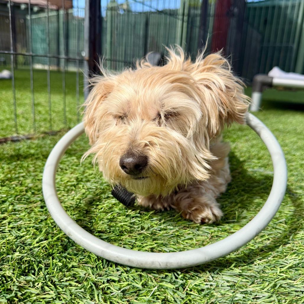 Enlarge Piper, a Adoptable Maltese in Agoura Hills, CA image 1/4