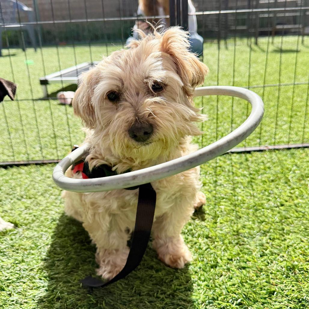 Enlarge Piper, a Adoptable Maltese in Agoura Hills, CA image 2/4