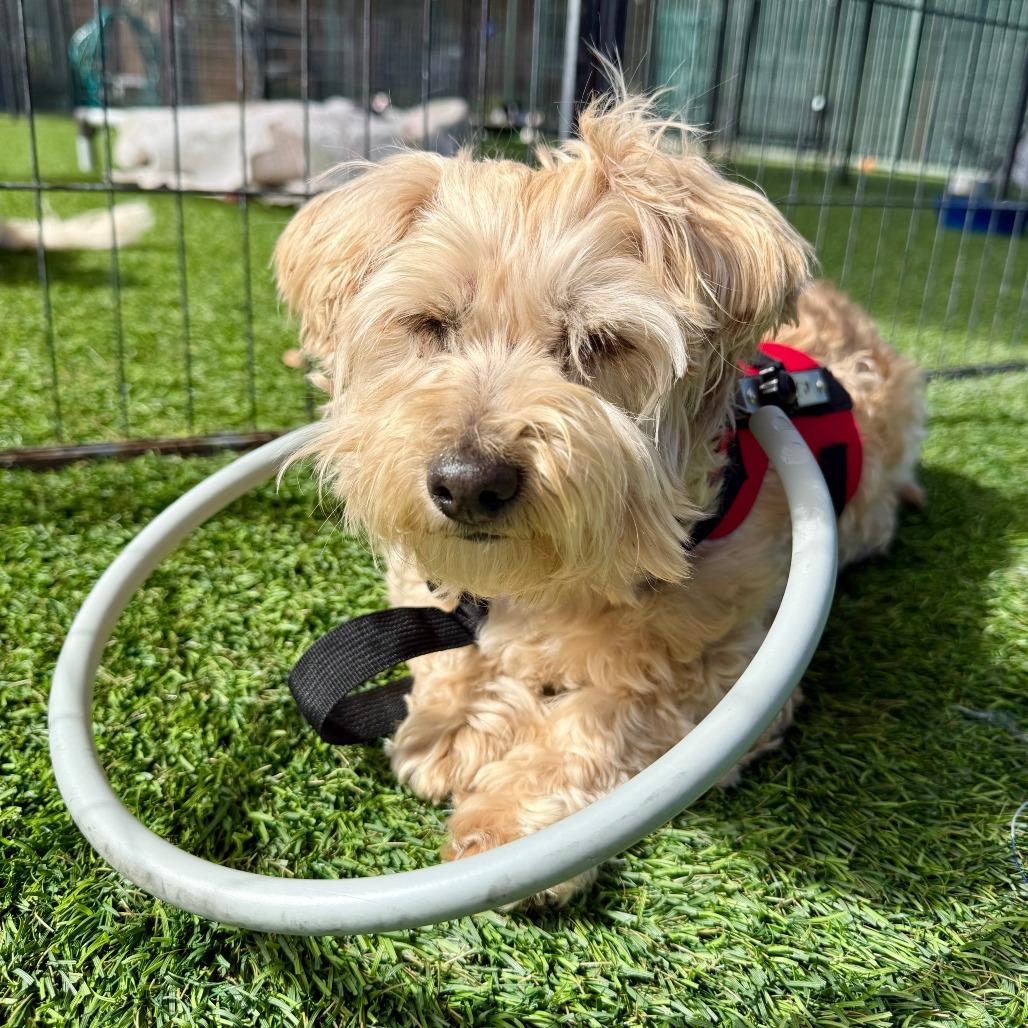 Enlarge Piper, a Adoptable Maltese in Agoura Hills, CA image 4/4