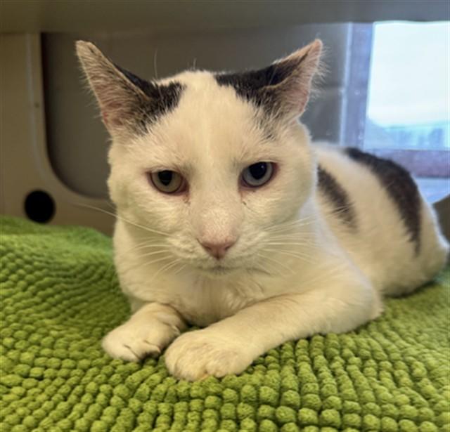 BEEFY POTATO, Adoptable, Senior Male Domestic Short Hair.