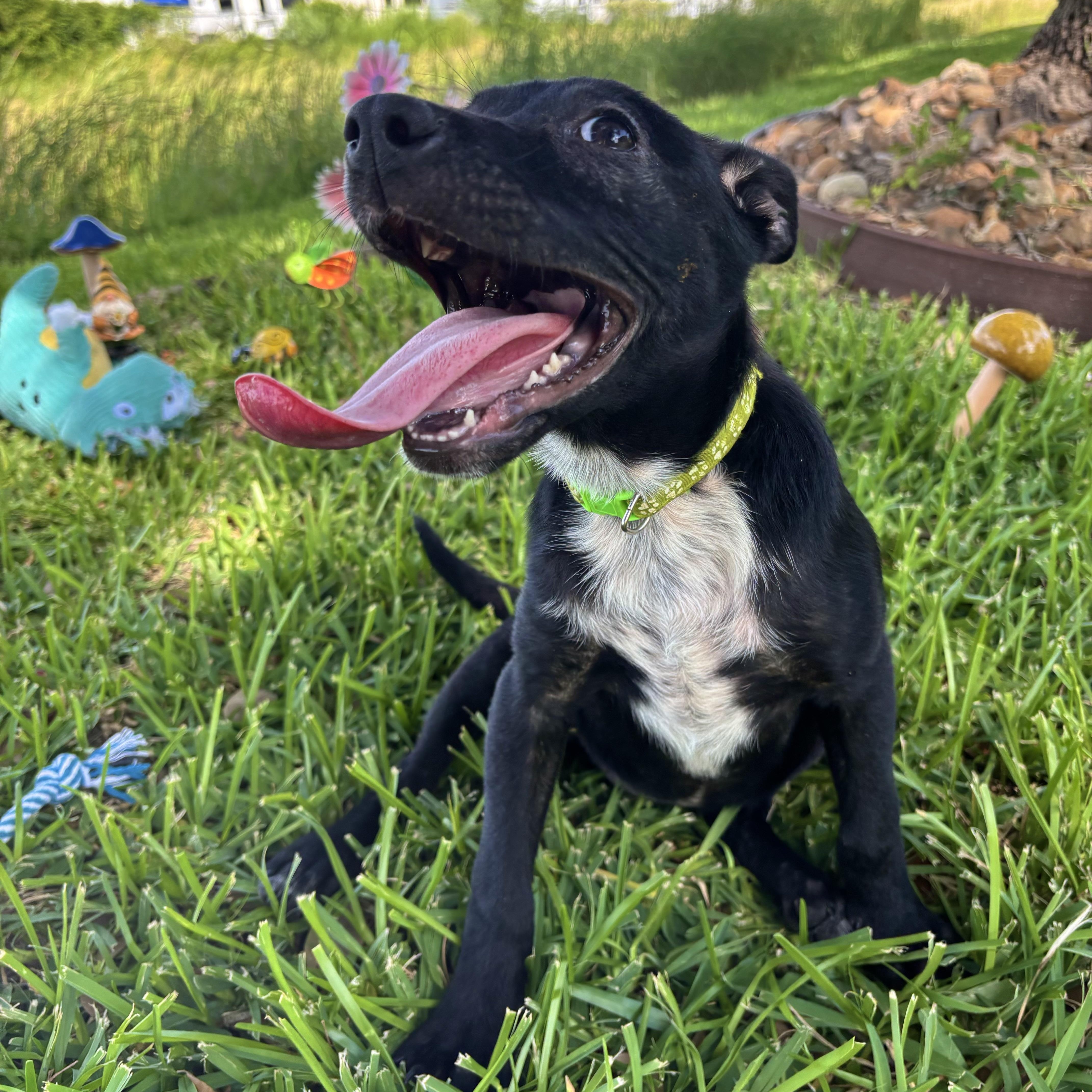 Lily, Adoptable, Puppy Female Chihuahua.