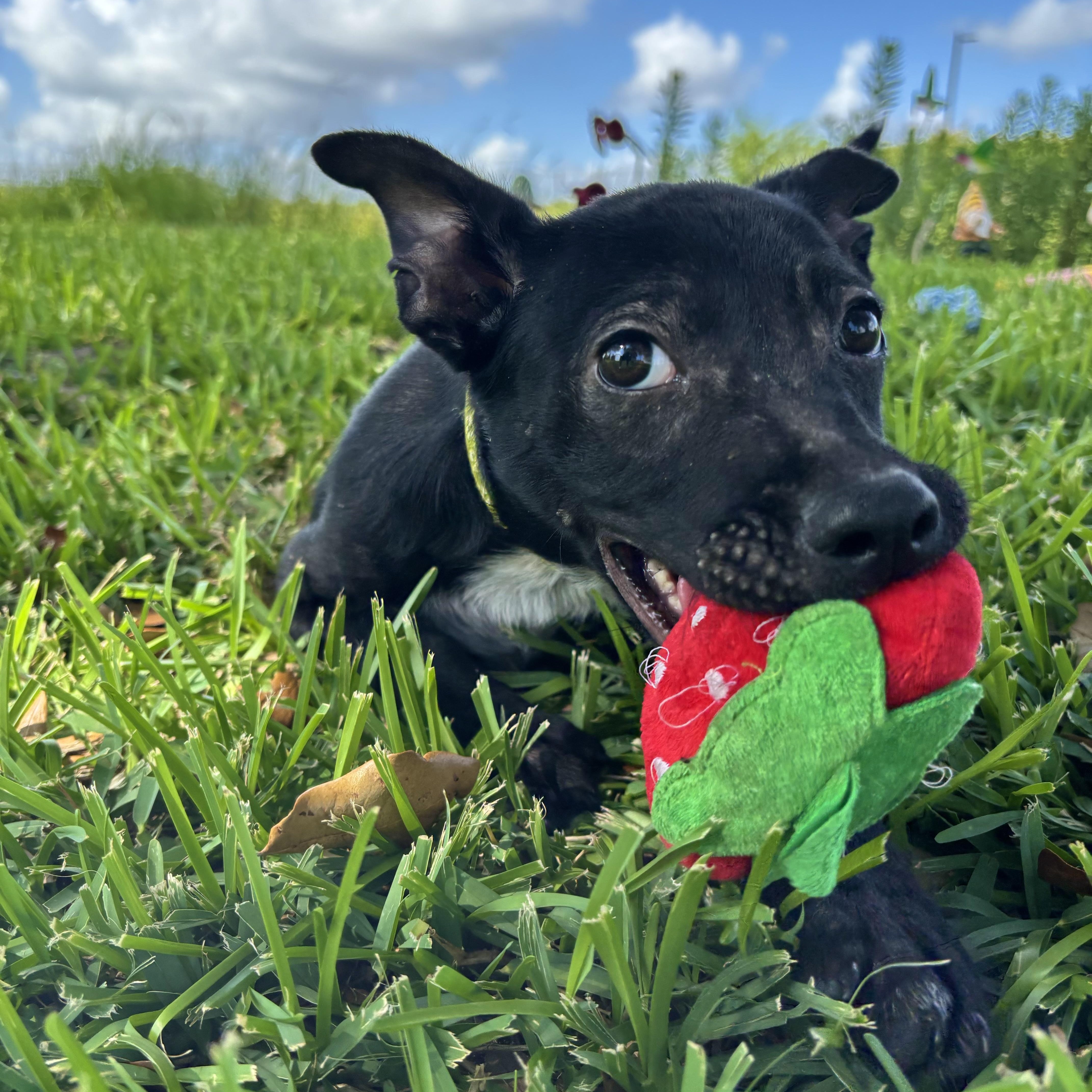 Enlarge Lily, a Adoptable mixed breed in Robbinsville, NJ image 4/5