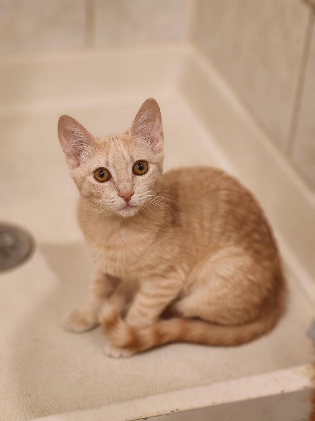 Carrot Cake, adoptable, Kitten Female Domestic Short Hair.