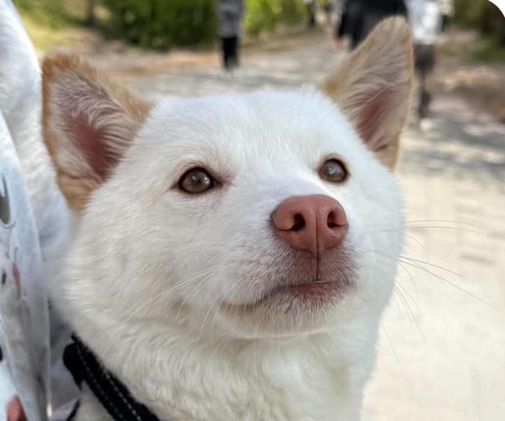 Blanc, adopted, Puppy Female Jindo.