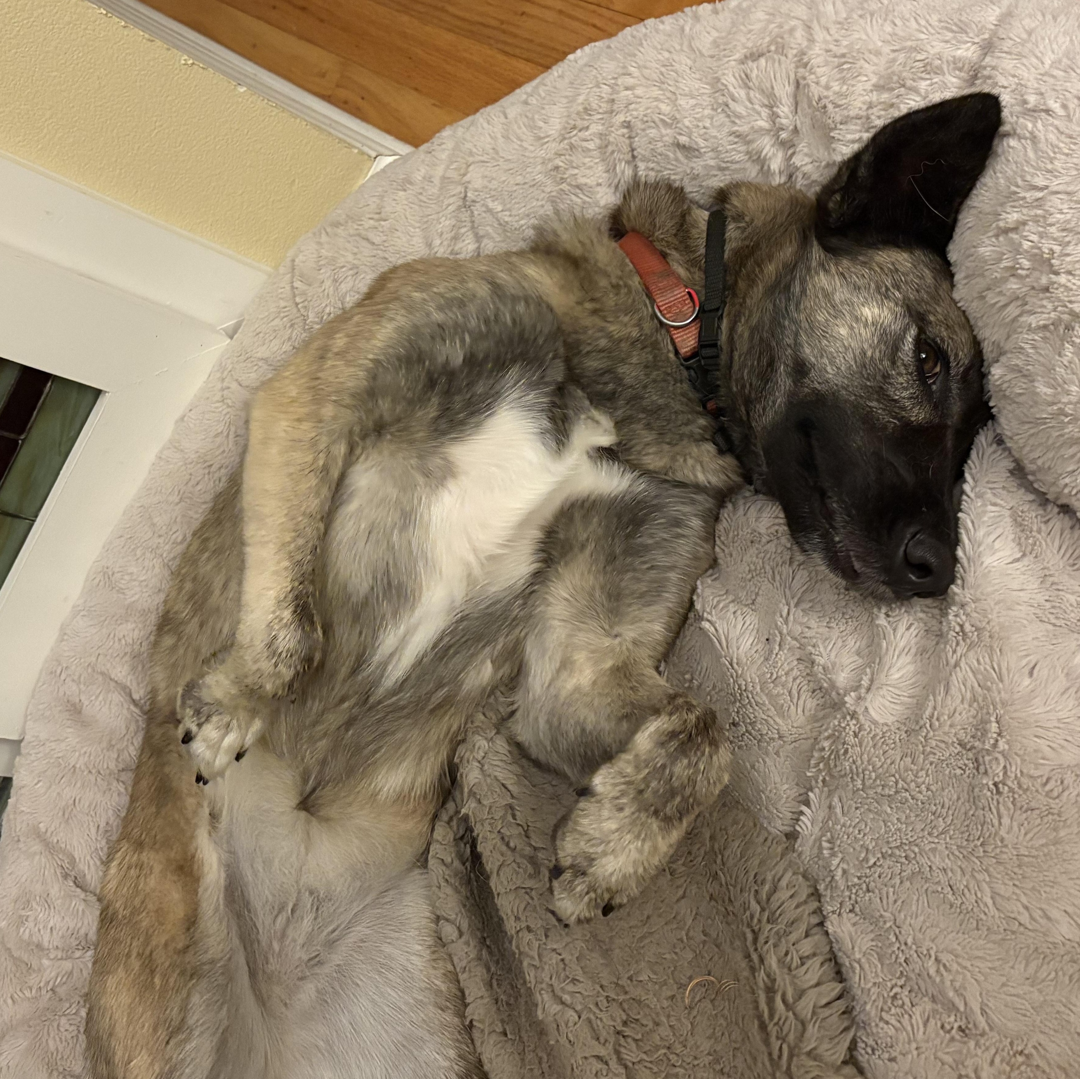 Mika (F), Adoptable, Adult Female Shepherd.