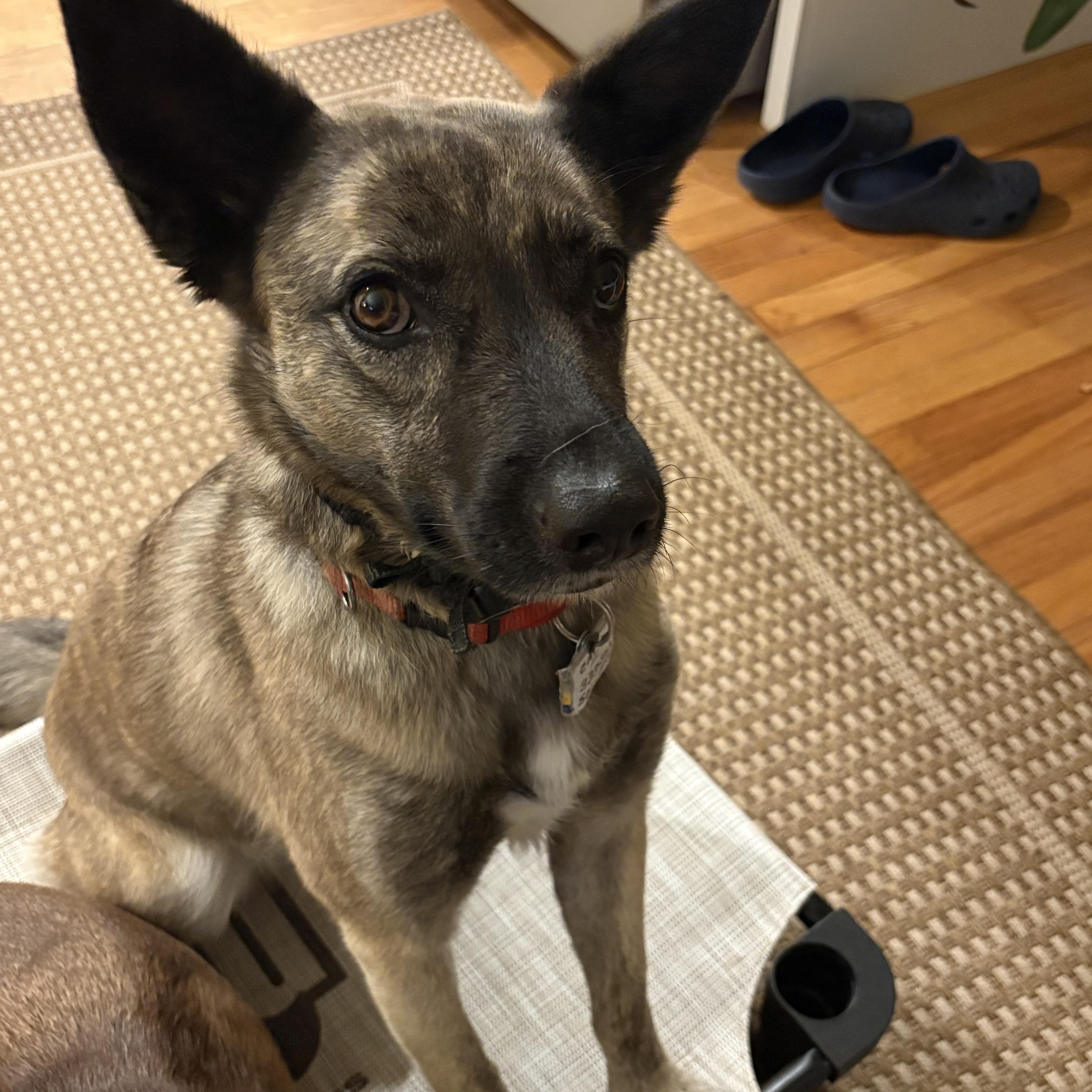 Enlarge Mika (F), a Adoptable mixed breed in Sun Prairie, WI image 2/5