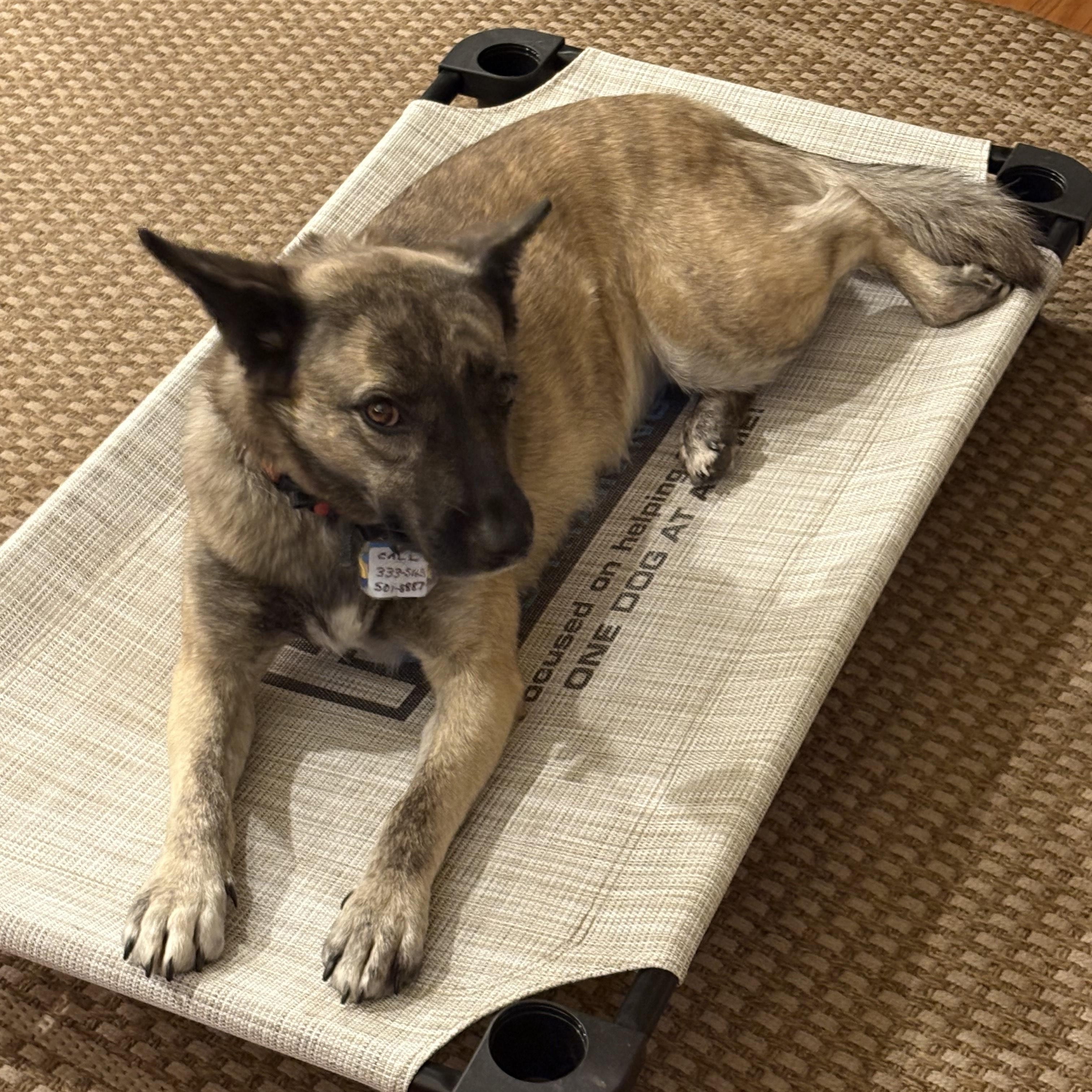 Enlarge Mika (F), a Adoptable mixed breed in Sun Prairie, WI image 3/5