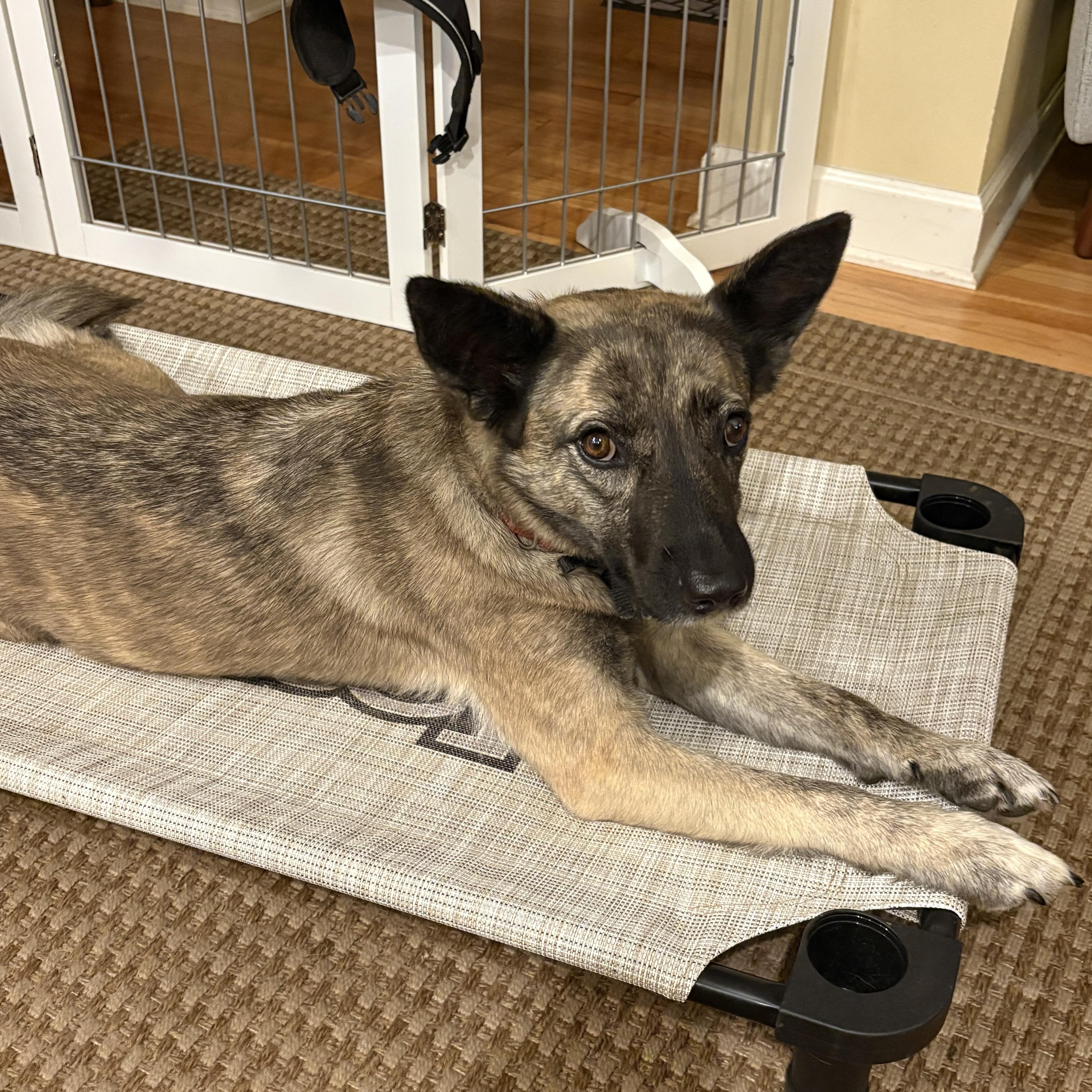 Enlarge Mika (F), a Adoptable mixed breed in Sun Prairie, WI image 4/5