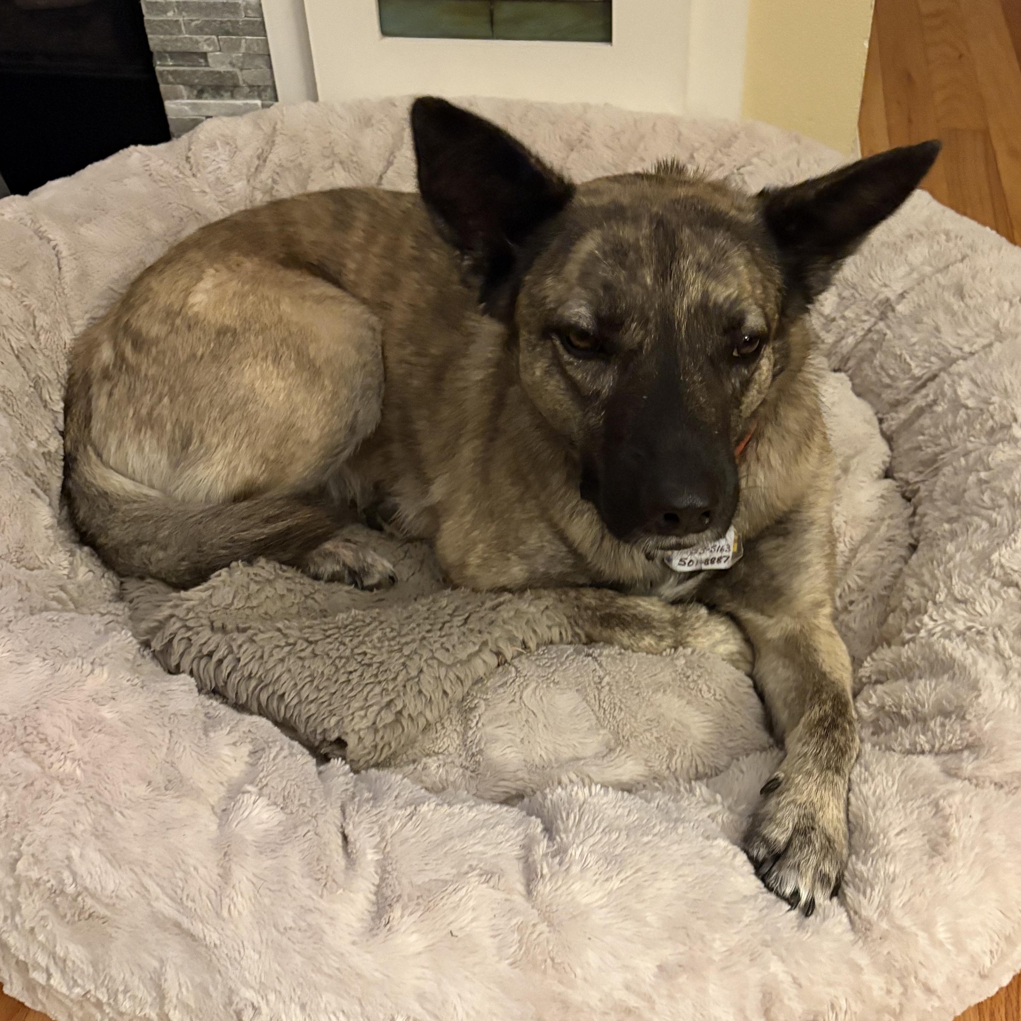 Enlarge Mika (F), a Adoptable mixed breed in Sun Prairie, WI image 5/5