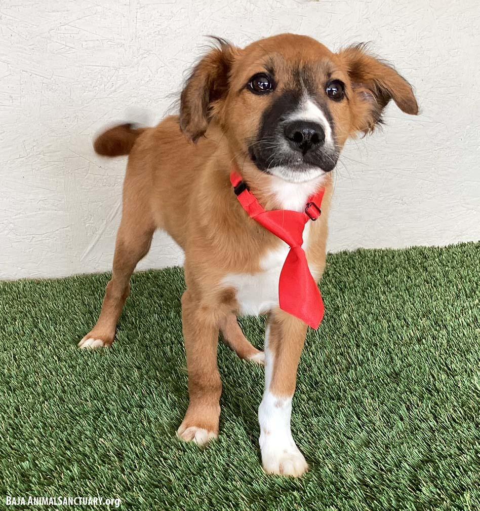 Enlarge Caleb, an adopted mixed breed in San Diego, CA image 2/4