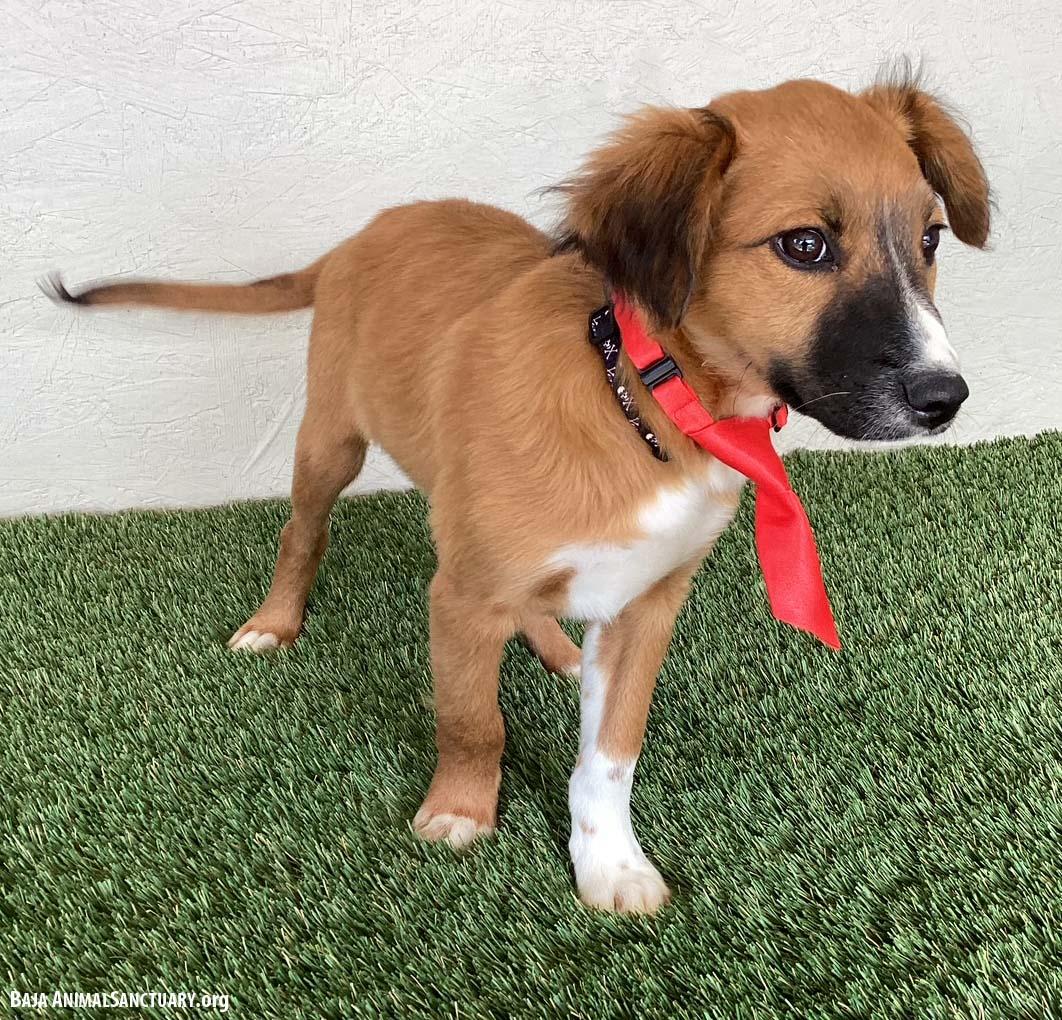 Enlarge Caleb, an adopted mixed breed in San Diego, CA image 3/4