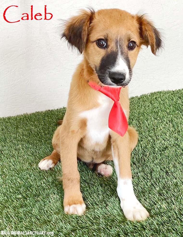 Enlarge Caleb, an adopted mixed breed in San Diego, CA image 1/4
